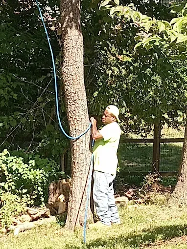 Man in light green shirt and jeans ties blue rope around tree trunk.