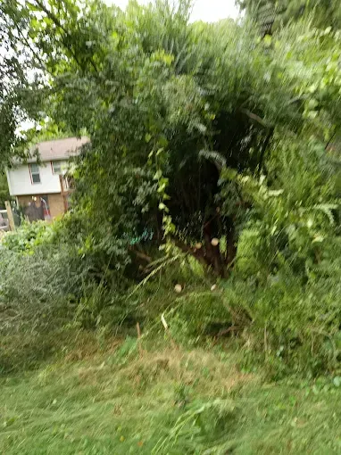 Lush green shrubbery in a yard with a house in the background.