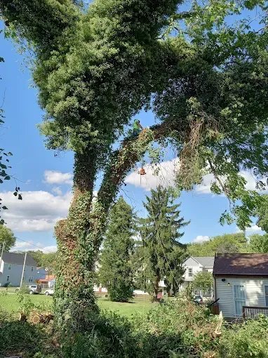 Tree covered in green vines, with brown branches, in a grassy yard with houses and blue sky.