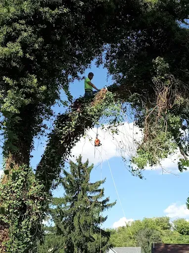 Man trimming a large tree, secured with ropes, using a chainsaw on a sunny day.
