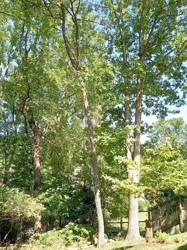 Tall trees with green leaves in a sunny outdoor setting, with a wooden fence in the background.
