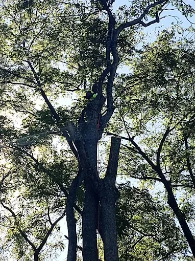 A tall tree with leafy branches against a blue sky; sunlight filters through the leaves.
