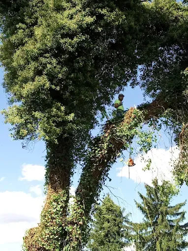Arborist in a tall tree trimming branches on a sunny day.