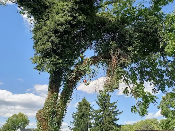 Tree covered in ivy with a red apple hanging in the branches, blue sky.