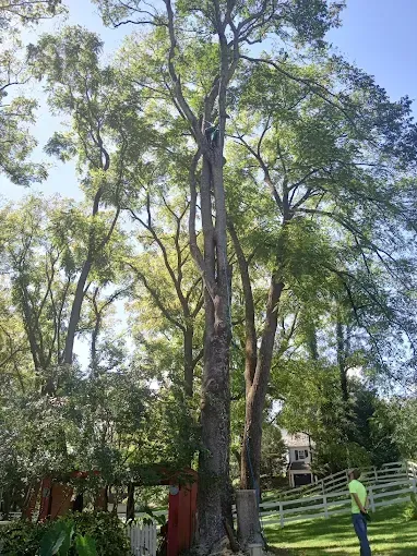 Tall trees in sunlight with a person in a green shirt in the foreground.