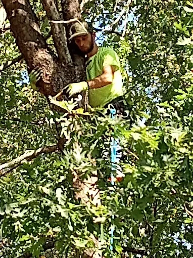 A man in a lime-green shirt trims a tree branch from a tree.