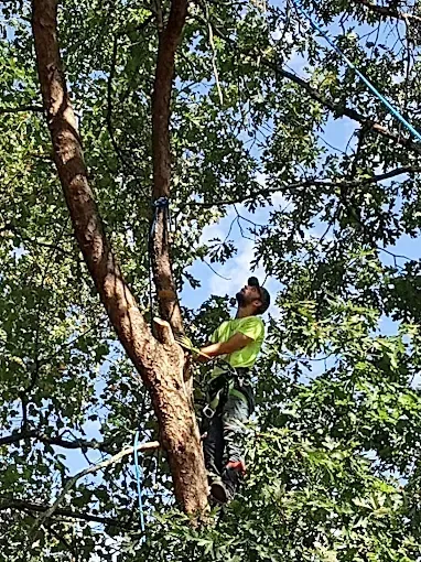 Arborist in a tree, wearing a harness, looking up. Bright green shirt, blue sky, leafy setting.
