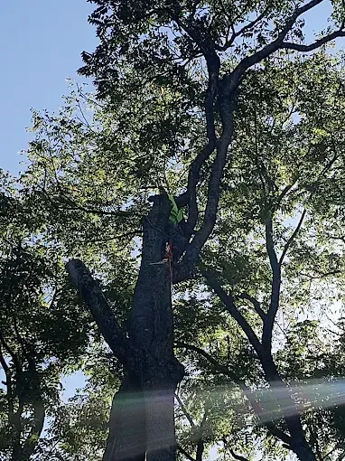 Tall tree with winding branches against a bright sky; sun shining through the leaves.