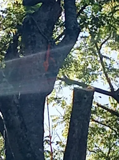 Tree trunk with a cut branch, red marker, and rope.