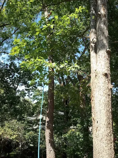 Tall trees with green leaves against a blue sky; a blue rope hangs from one tree.