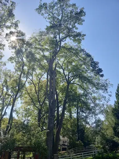 Tall tree with green leaves against a blue sky, sun peeking through the branches.