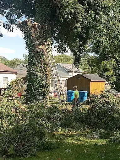 Man trimming tree, ladder against trunk, surrounded by cut branches. Green foliage and brown shed in background.