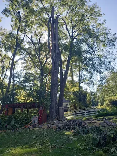 Partially cut tree in yard; debris piles at its base. Green grass, trees, and a white fence in the background.