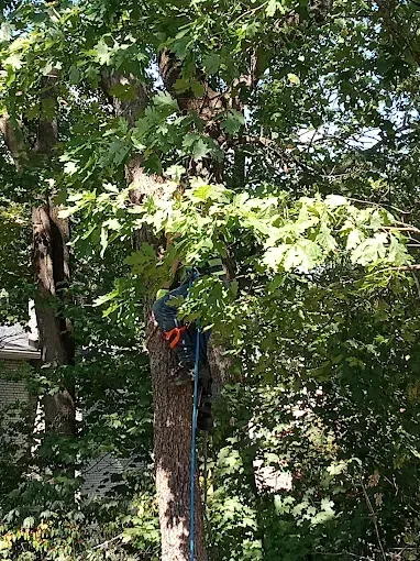 Arborist in a tall tree with a blue rope, cutting branches. Green leaves and sunny background.