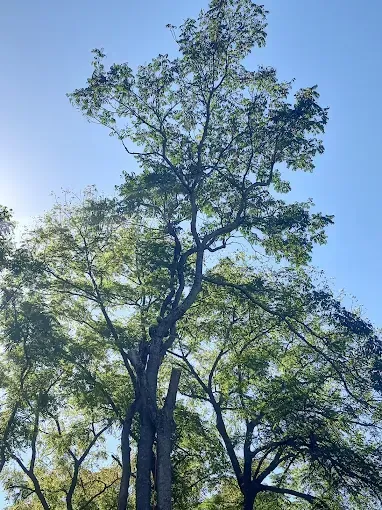Tall tree with green leaves against a blue sky. Branches reach upwards. Sunlight is visible.