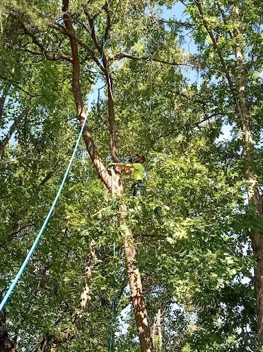 Person climbing a tree with a rope, surrounded by green leaves, outdoors.
