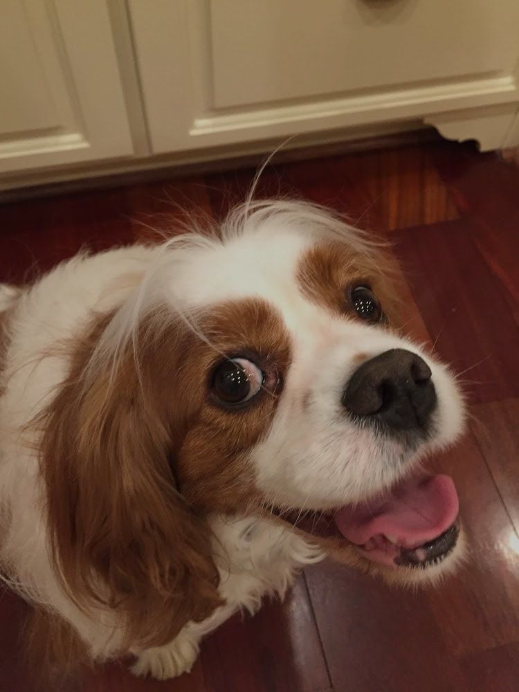 A brown and white dog is sitting on a wooden floor and looking up at the camera.