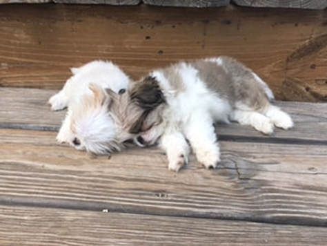 Two puppies are sleeping on a wooden bench.