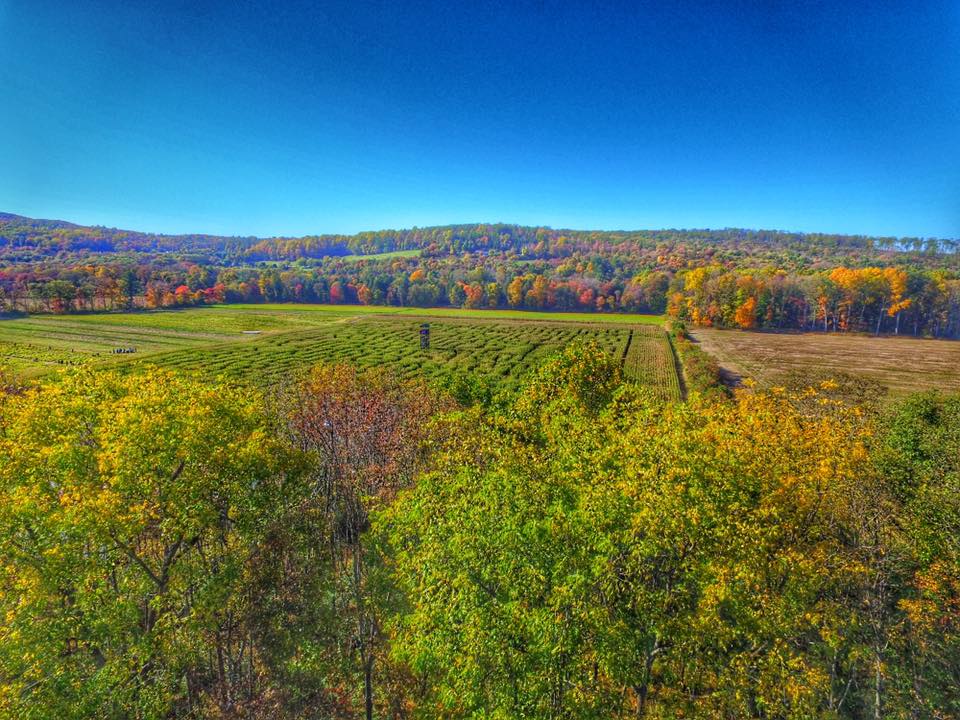 Mazezilla, farm, Mazezilla farm