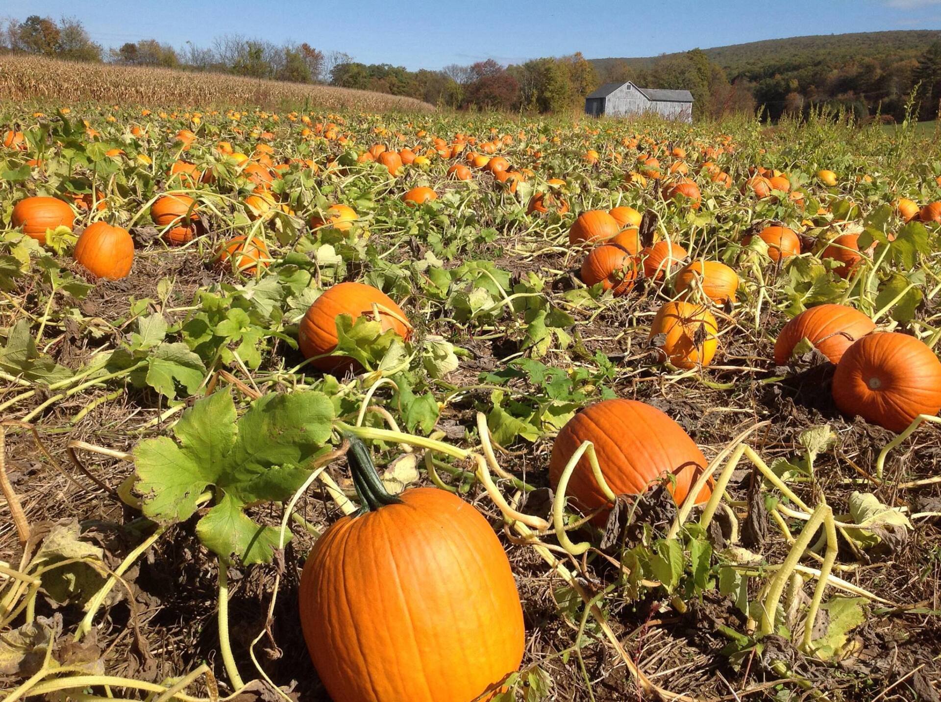 Pumpkin field with ripe orange pumpkins in a sunny field under a blue sky.