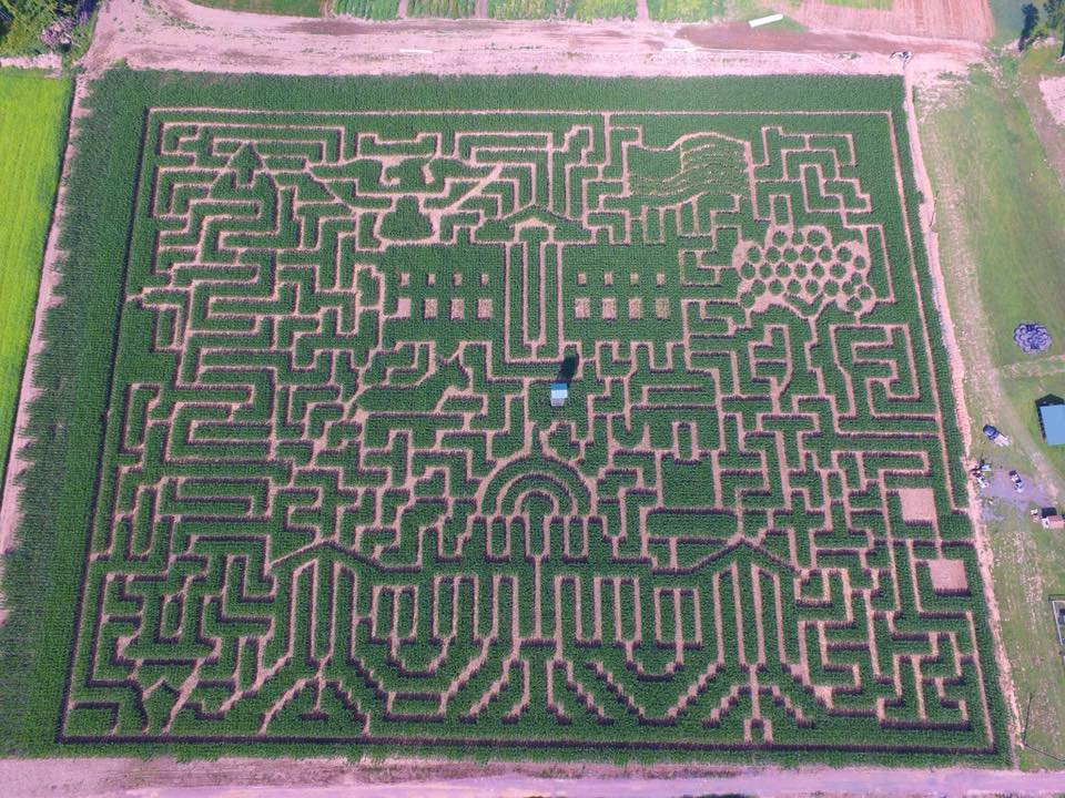 Mazezilla, overhead of corn maze