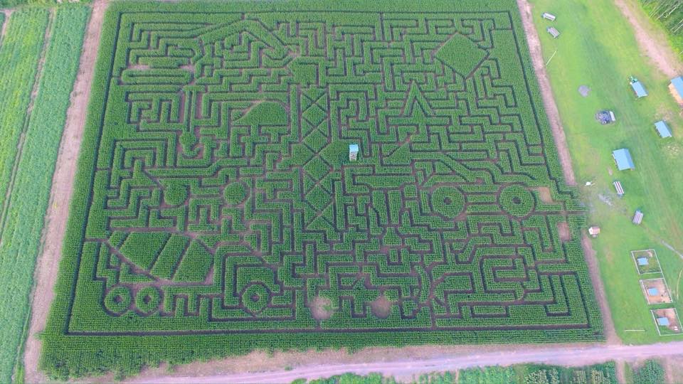 Mazezilla, corn maze design