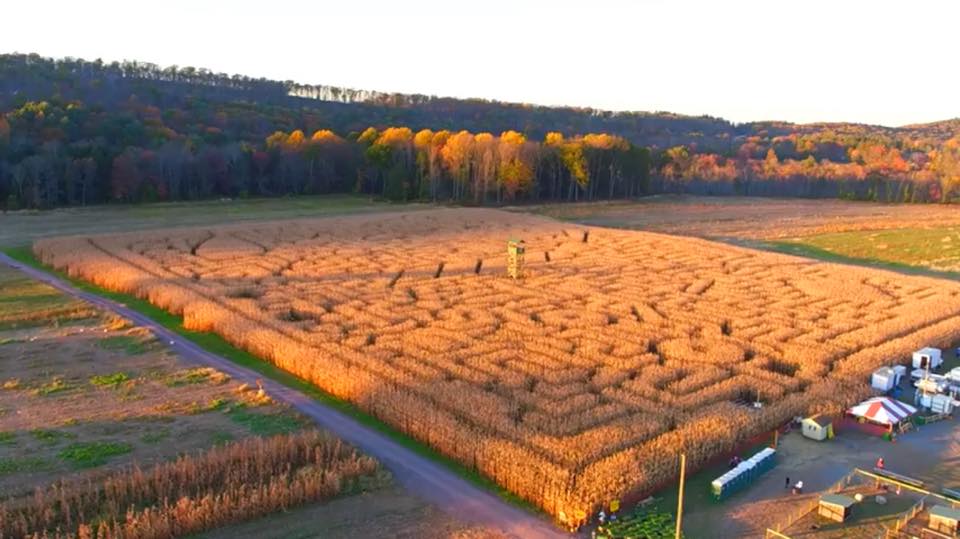 Mazezilla, corn maze overview