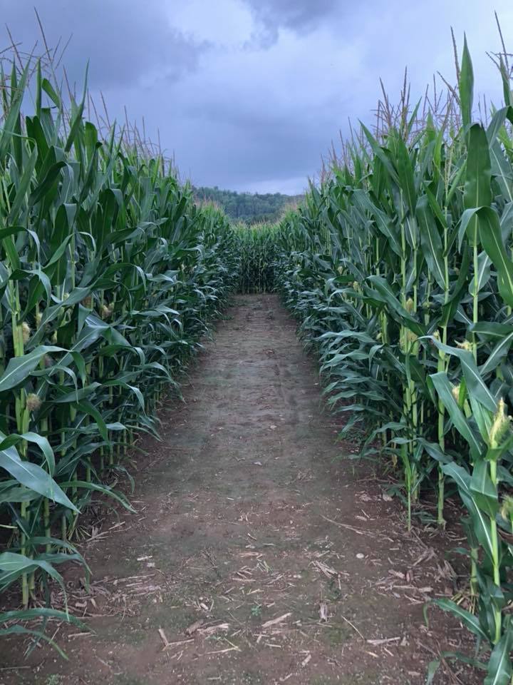 Mazezilla, going through the corn maze