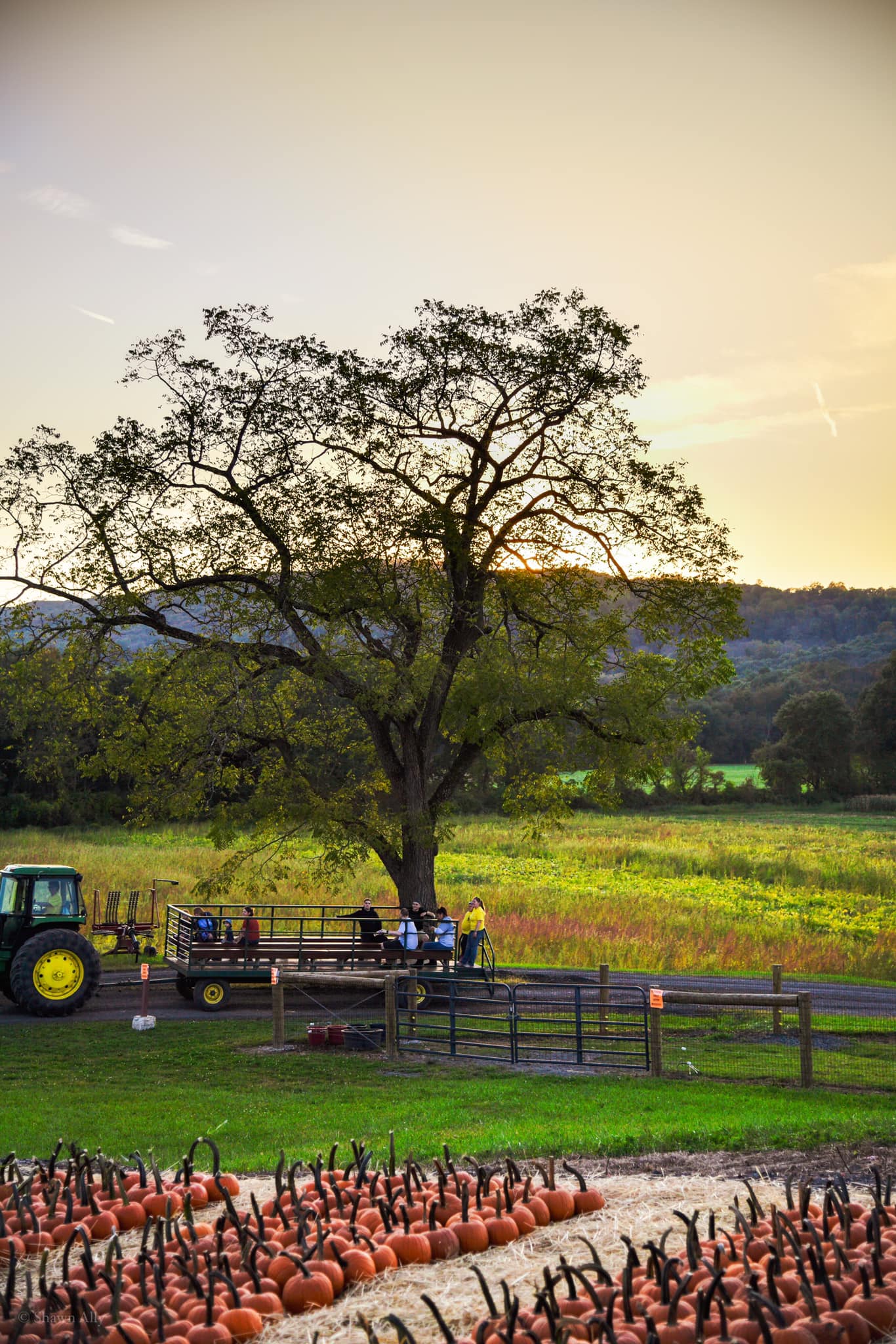 Mazezilla, produce stand