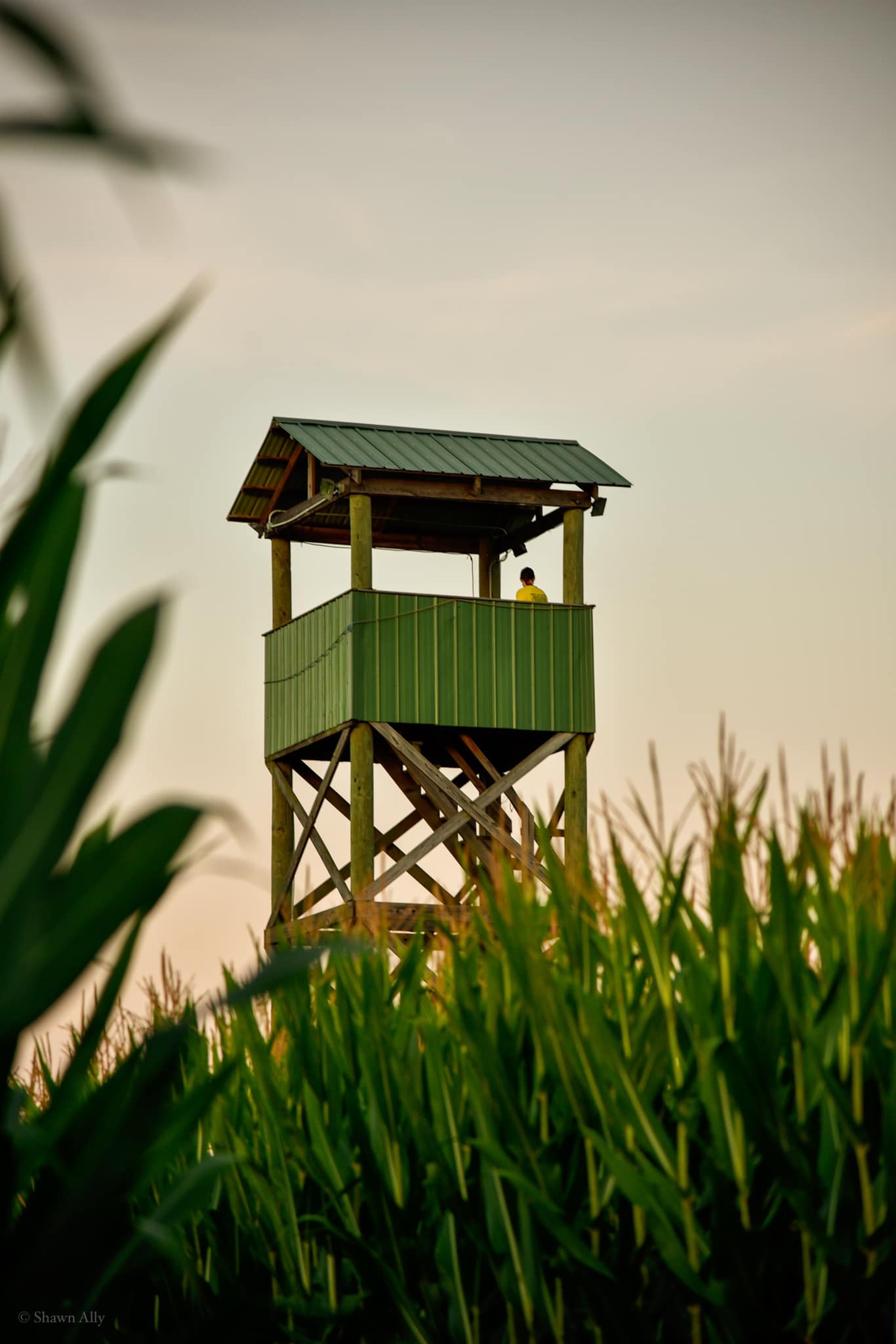 Mazezilla, corn maze tower