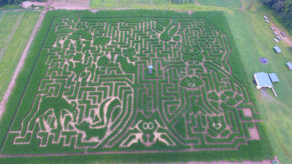 Mazezilla, corn maze overview, animals