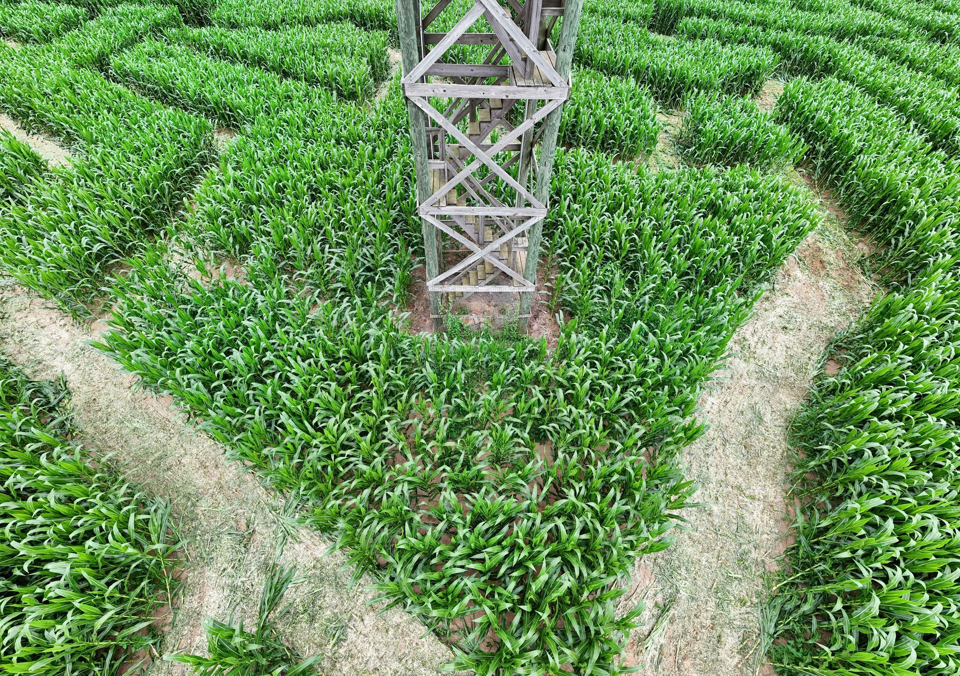 A maze made of grass and dirt with a tower in the middle.
