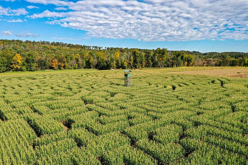 Mazezilla 11Acre Corn Maze in the Poconos, Pennsylvania