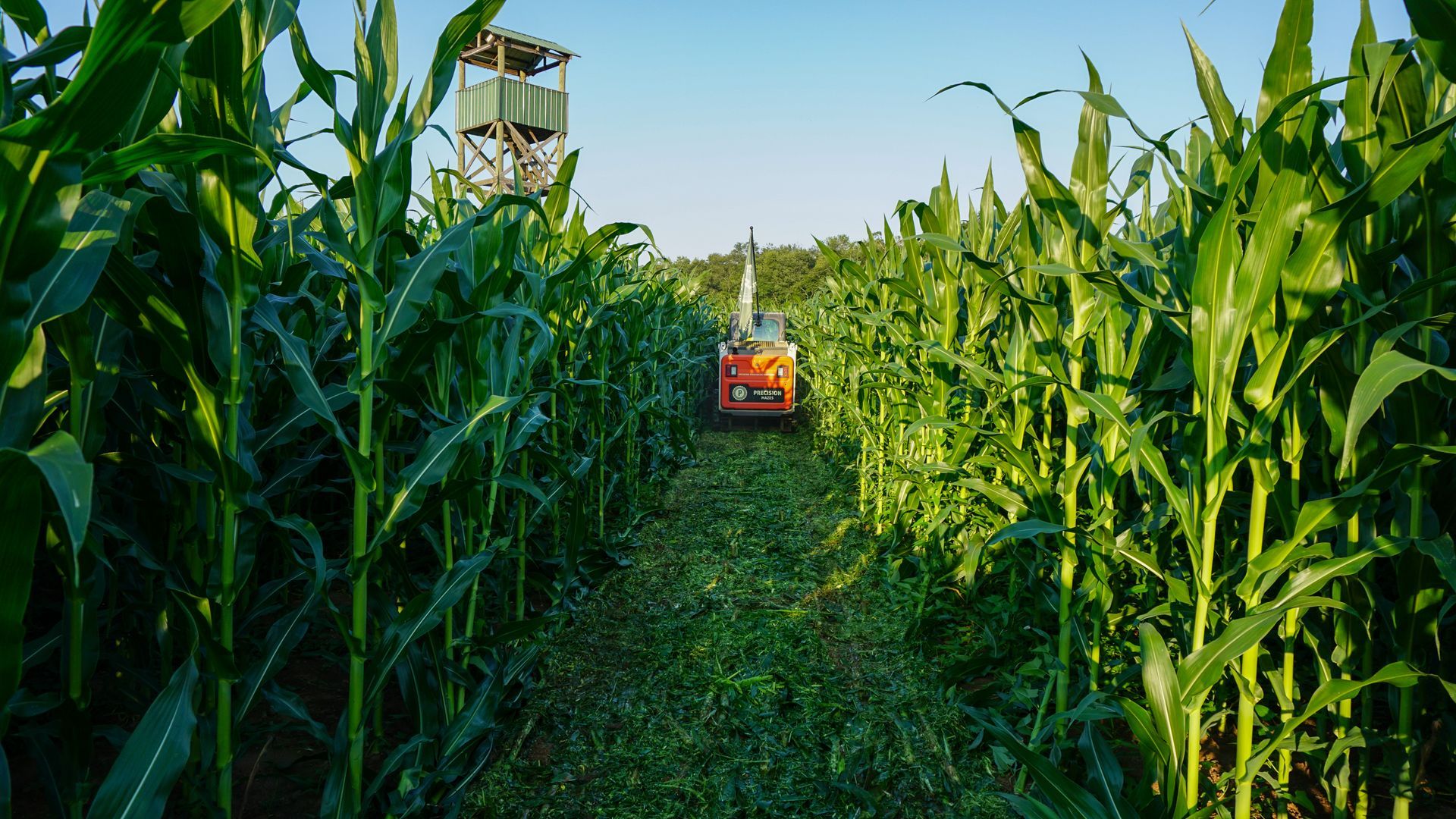 An orange machine cuts a path through a tall cornfield, with a hunting blind visible in the distance.
