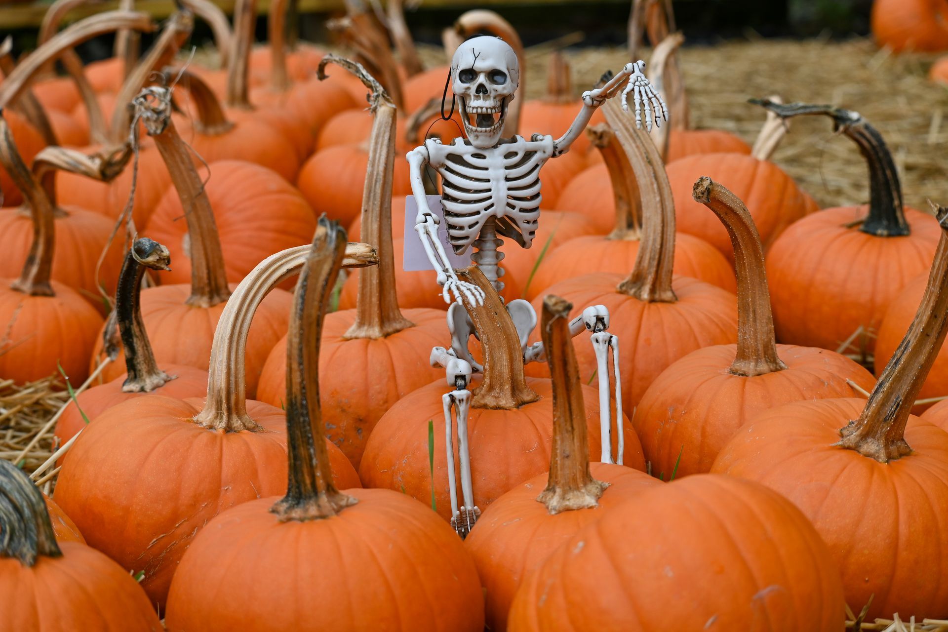 A skeleton is standing on top of a pile of pumpkins.
