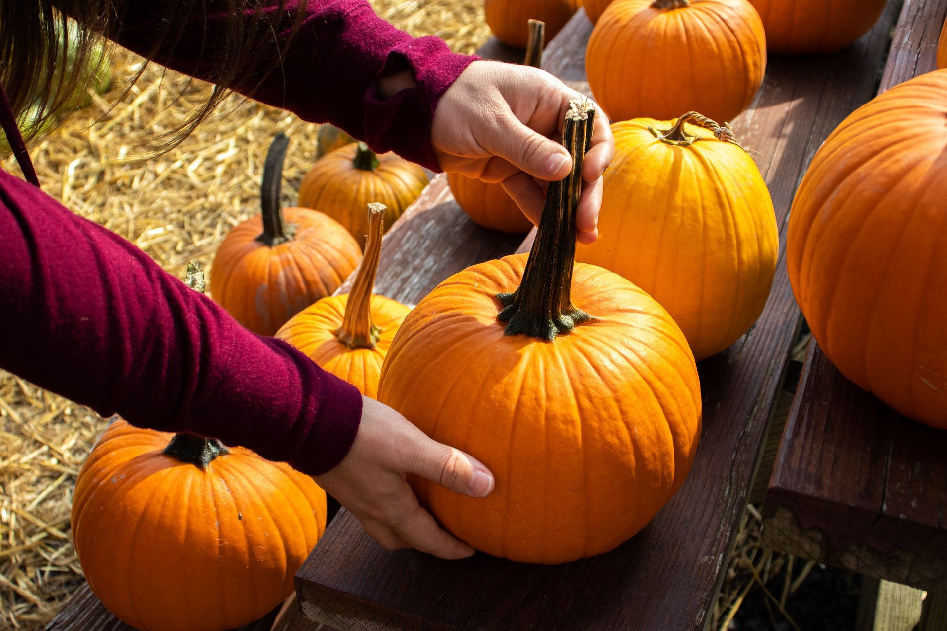 A person is picking pumpkins at a pumpkin patch.