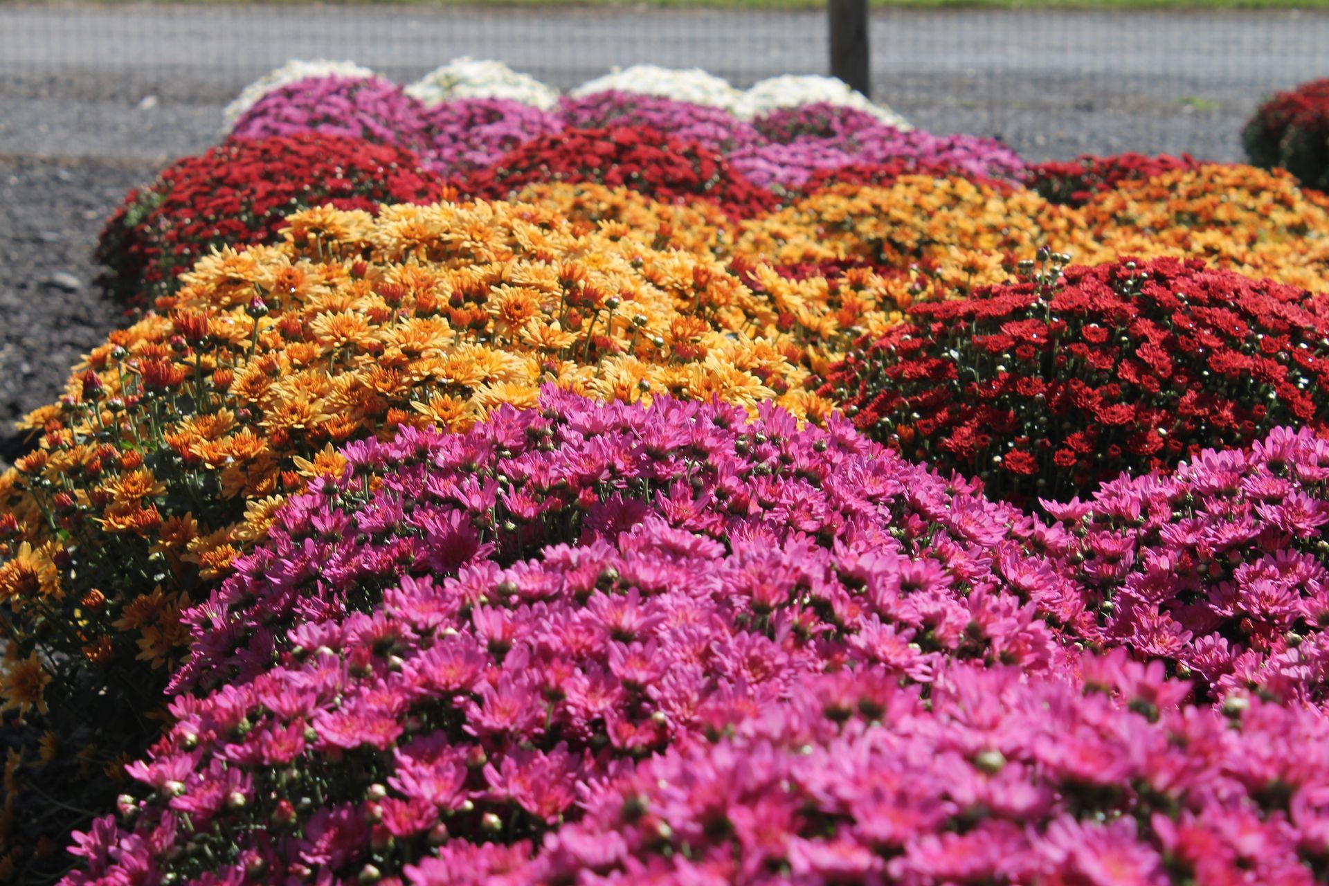 A bunch of different colored flowers are growing in a garden
