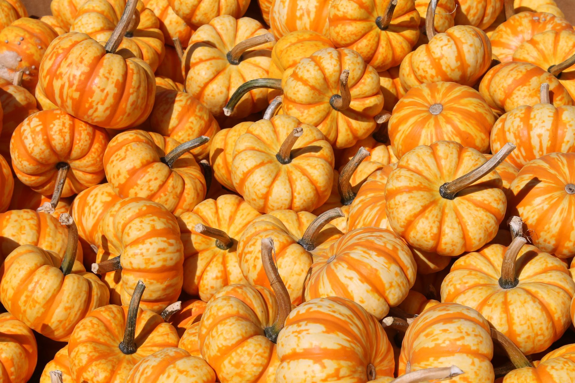 A bunch of small pumpkins are stacked on top of each other