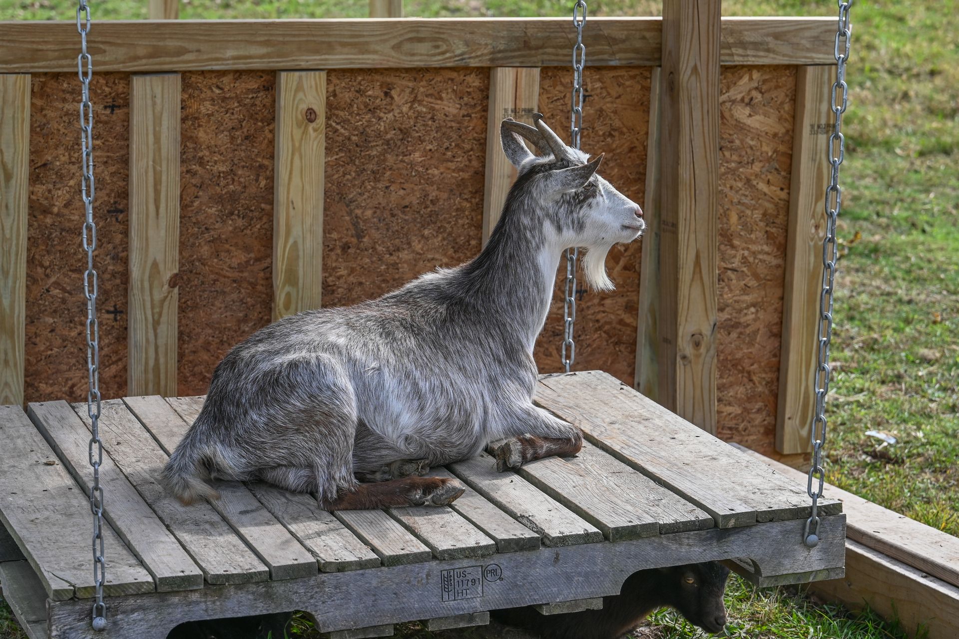 Goat with gray fur resting on a wooden platform swing outdoors.