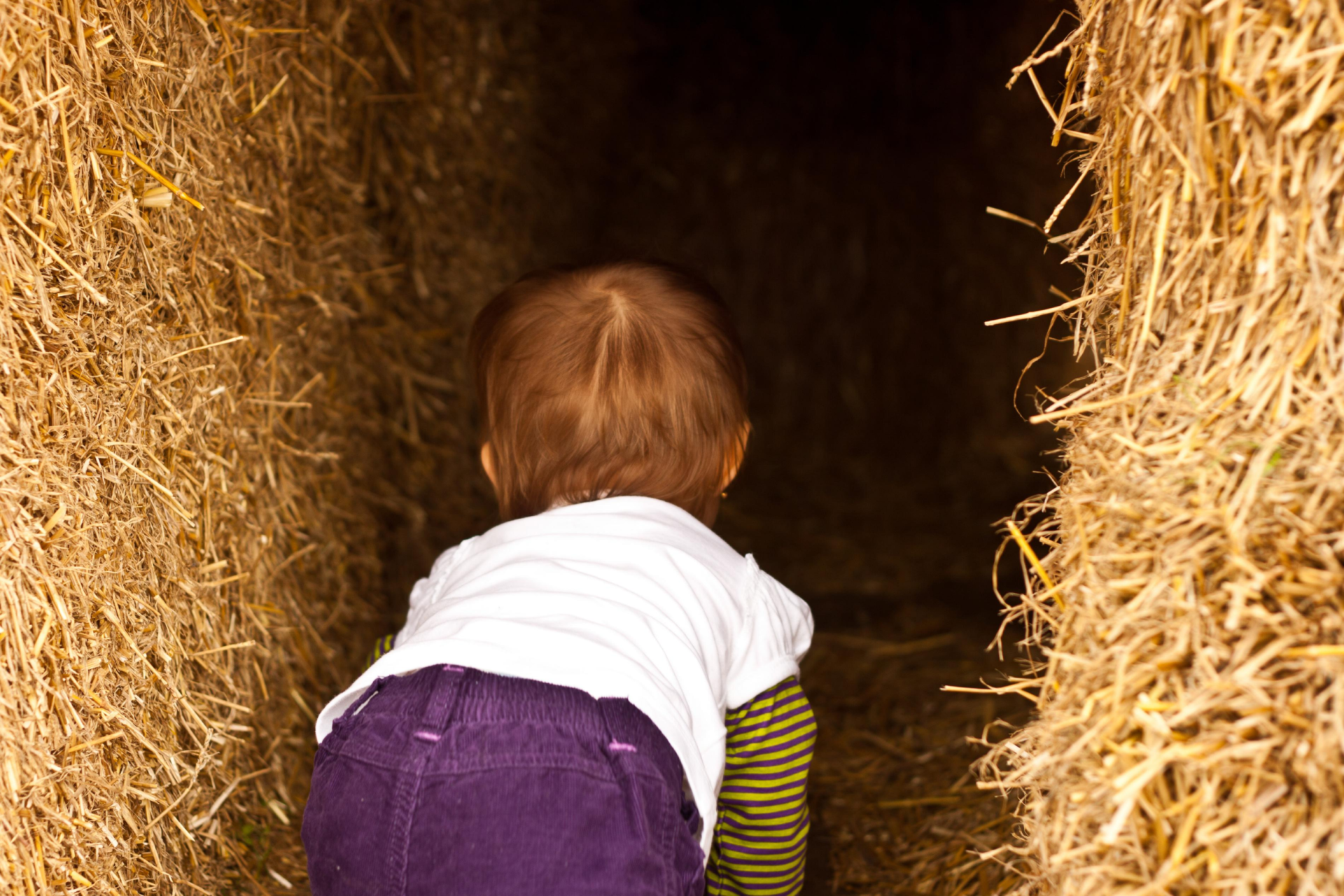 A child in purple pants crawls through a dark hay maze tunnel.