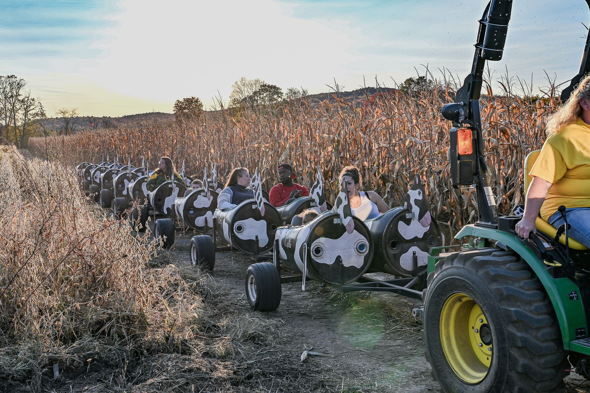 A tractor pulls a train of barrel-shaped seats through a cornfield with several people seated.