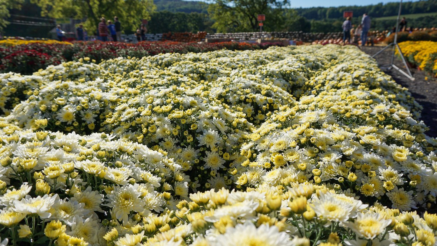A field of yellow and white flowers with people walking in the background.