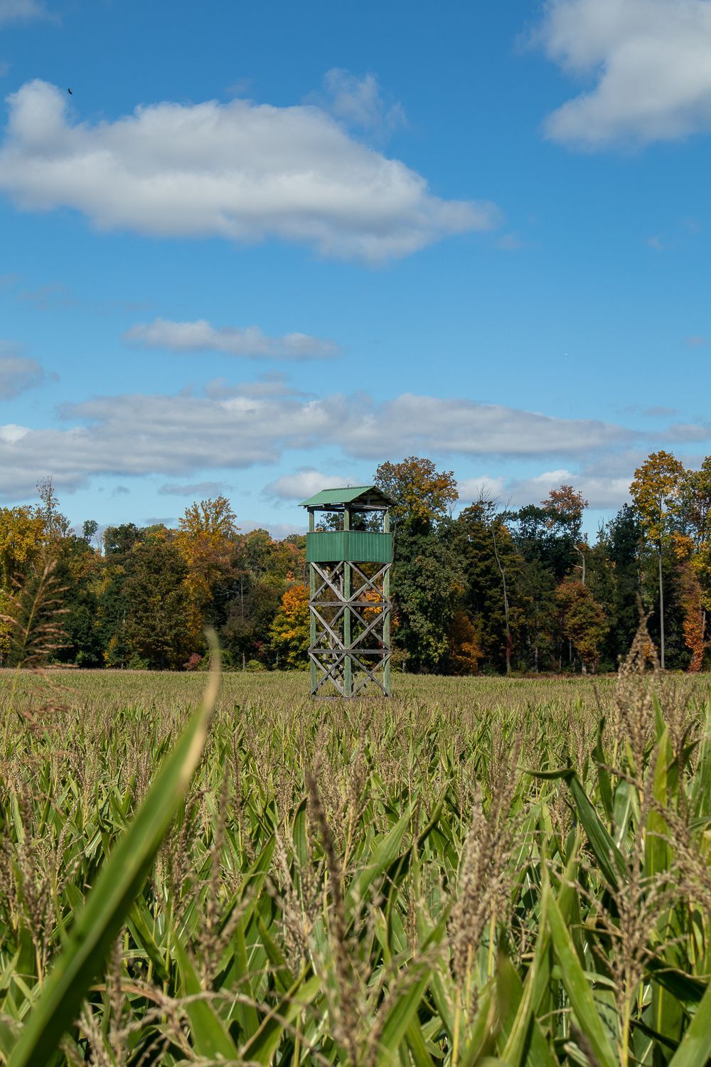 A green tower is in the middle of a corn field.