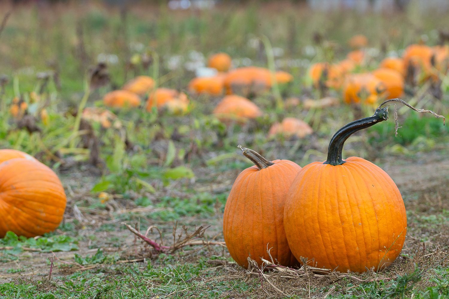 Pumpkins in a field, some close up, others blurred in the background; orange color, autumn setting.