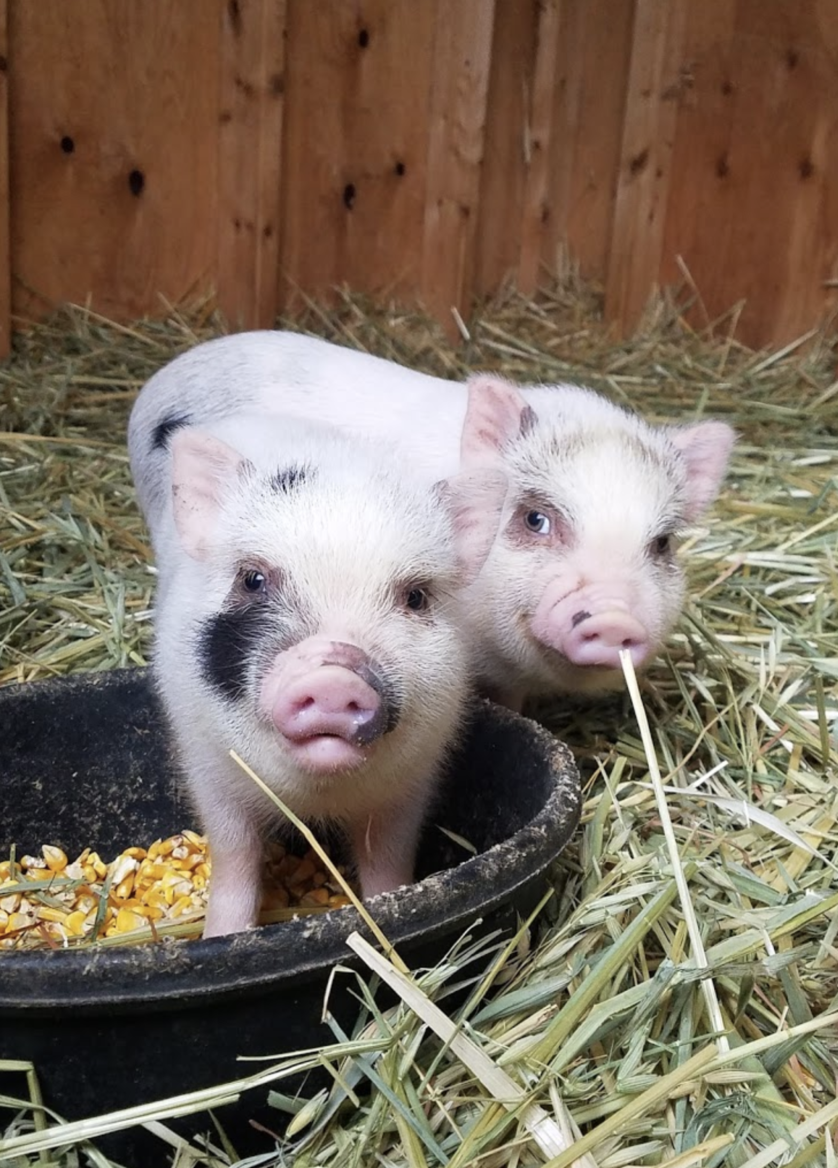 Mazezilla, pigs, barnyard animals