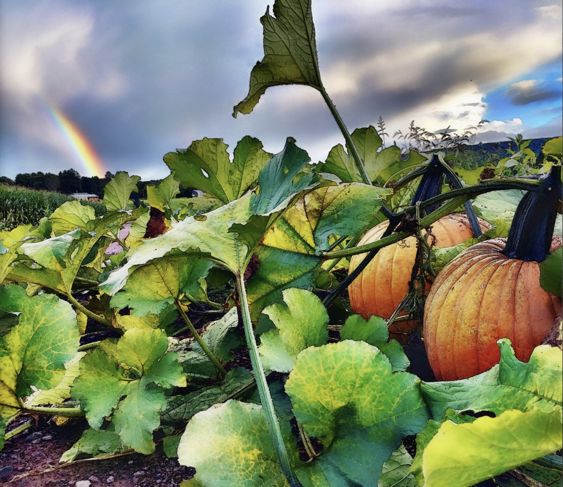 Mazezilla, pumpkin patch
