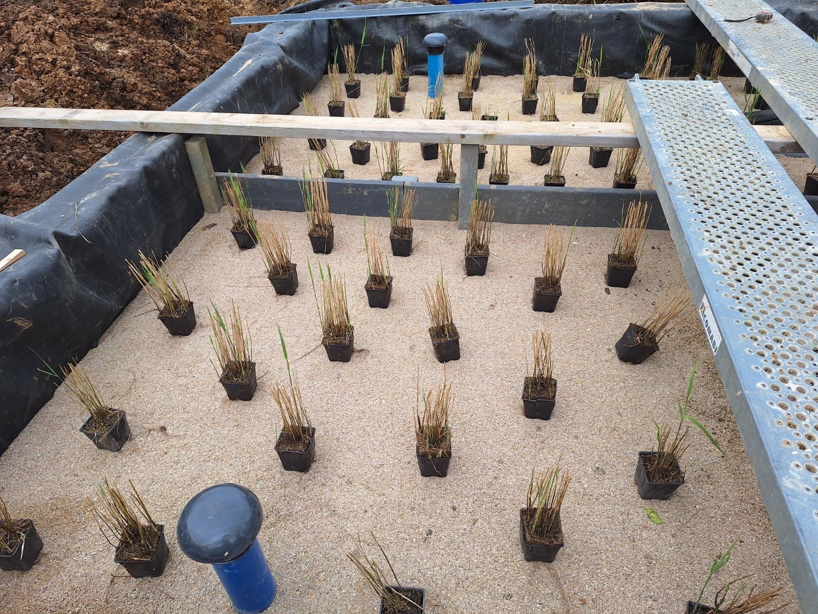 Un bassin rectangulaire aux parois noires, rempli de gravier clair. De petites plantes en pot y sont disposées en rangées.