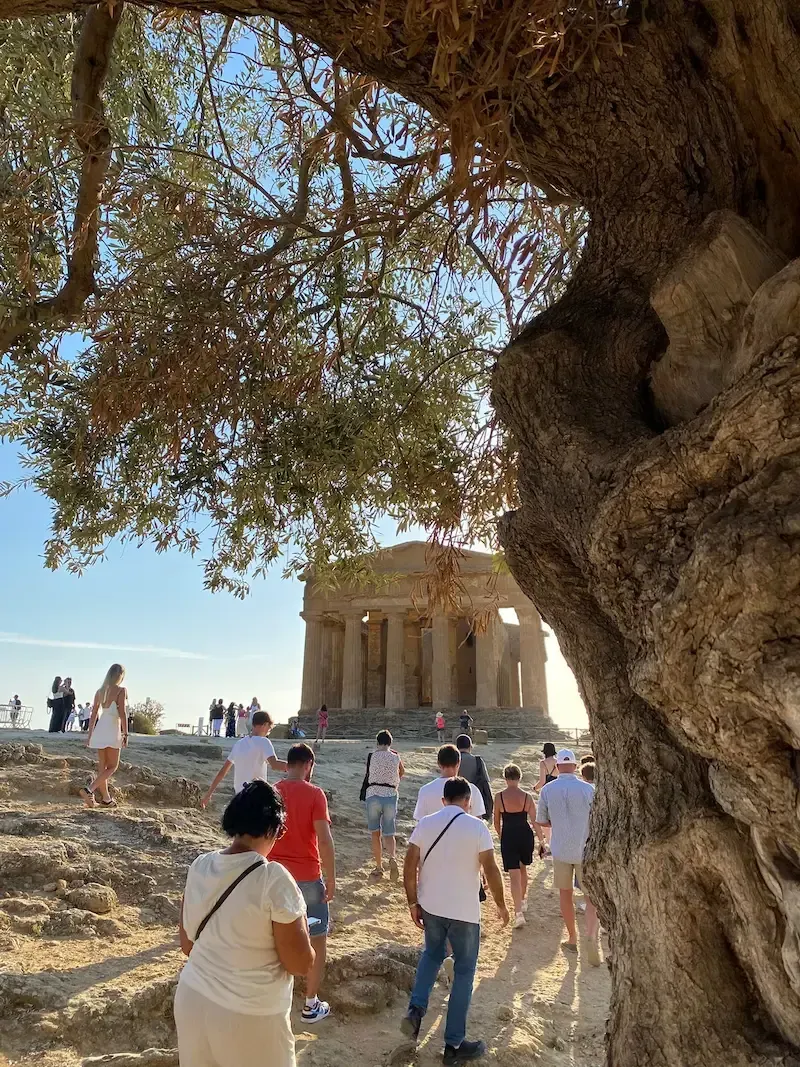 Ancient tree with wide branches inside the Valley of the Temples archaeological park in Agrigento