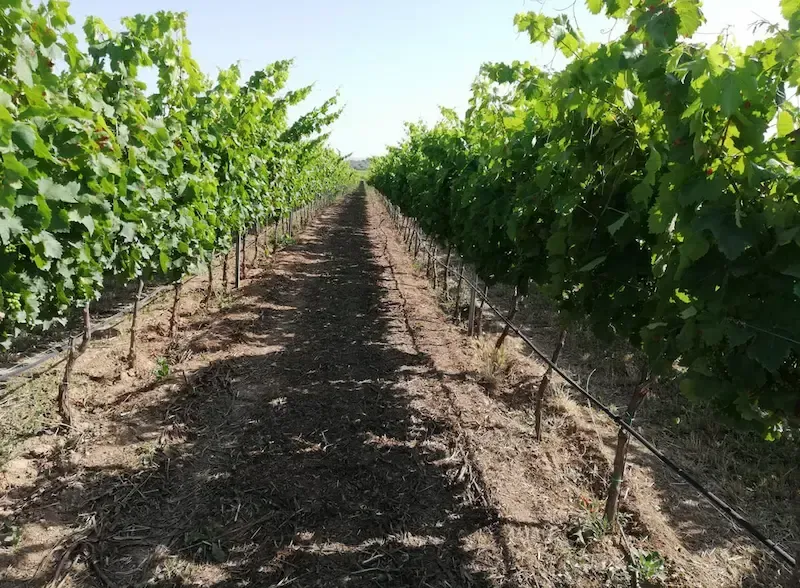 Sicilian vineyard with rows of grapevines in a countryside winery
