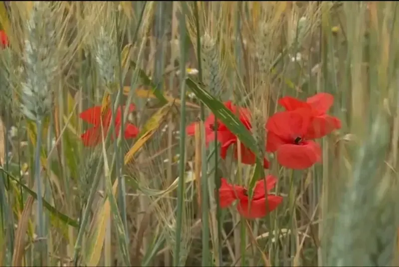 Sicilian wheat fields with red poppies representing traditional grain cultivation
